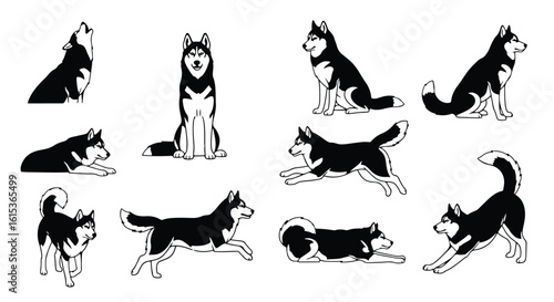 Vector silhouette illustration several black and white husky dogs in various poses isolated on a white background