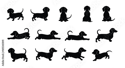 Vector silhouette illustration several black dachshund dogs in various poses isolated on a white background