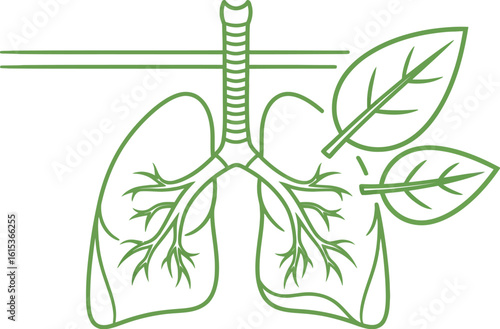Vector art of a line art illustration of lungs with leaves isolated on white background