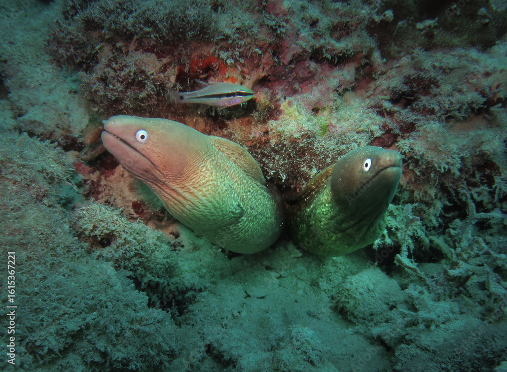Naklejka premium Two white-eyed moray eels hiding in the burrow of a coral reef off the coast of Sumatra island