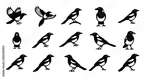 Vector silhouette illustration a black silhouette of a magpie bird perched on a branch, isolated on a white background