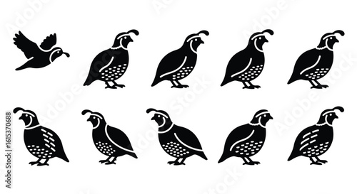 Vector silhouette illustration a black and white silhouette of a quail bird standing, isolated on a white background