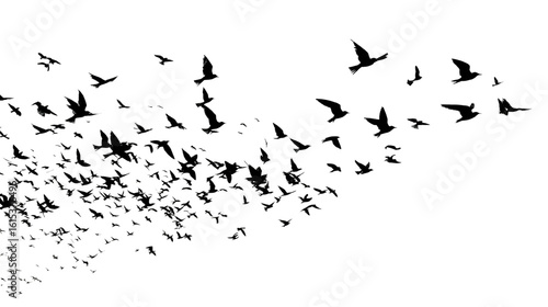 Birds in silhouette against black night sky, flock migration flying together