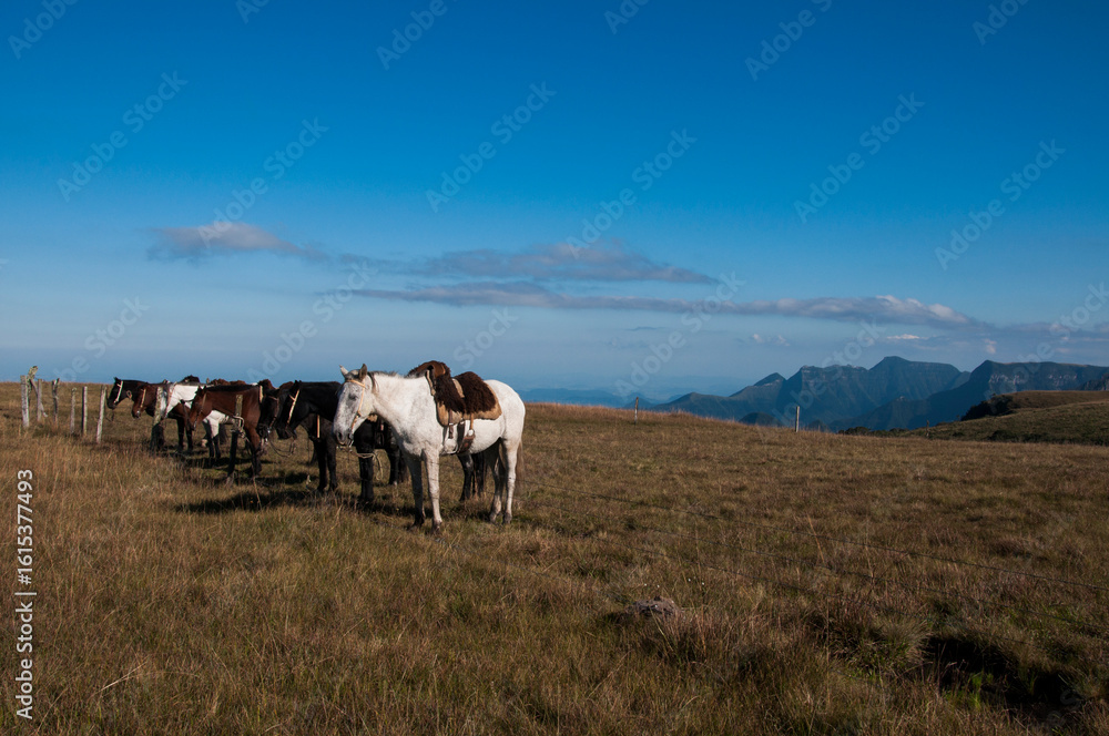 Obraz premium Herd of horses grazing on a hillside in Brazil