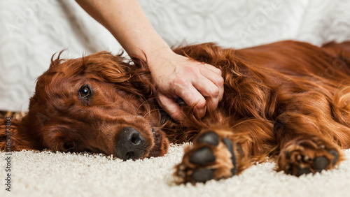 Sick dog comforted, unwell dog receiving care, ill pet at home