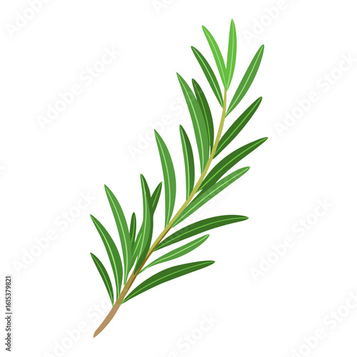 rosemary isolated on white