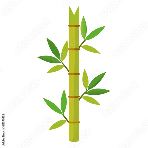 bamboo isolated on white background