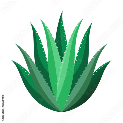 aloe vera plant isolated