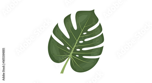Modern Monstera Leaf Vector Illustration on White Background