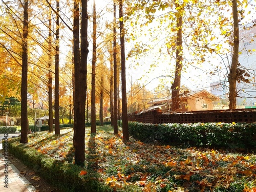 autumn in the park