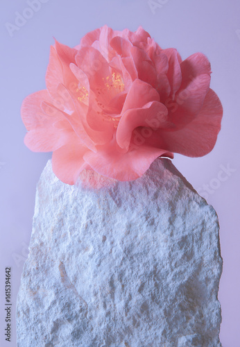 fleur  pivoine  arborescente  portrait mise en scène rose pierre légèreté art contrastes  douceur  plante végétal minéral différence 