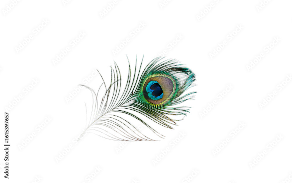 Obraz premium Peacock Feather Isolated on transparent Background