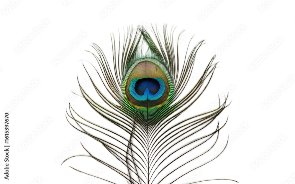 Fototapeta premium Peacock Feather Isolated on transparent Background