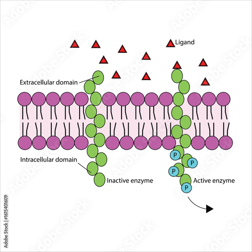 Receptor Tyrosine Kinase Activation Ligand Binding and Enzyme Phosphorylation