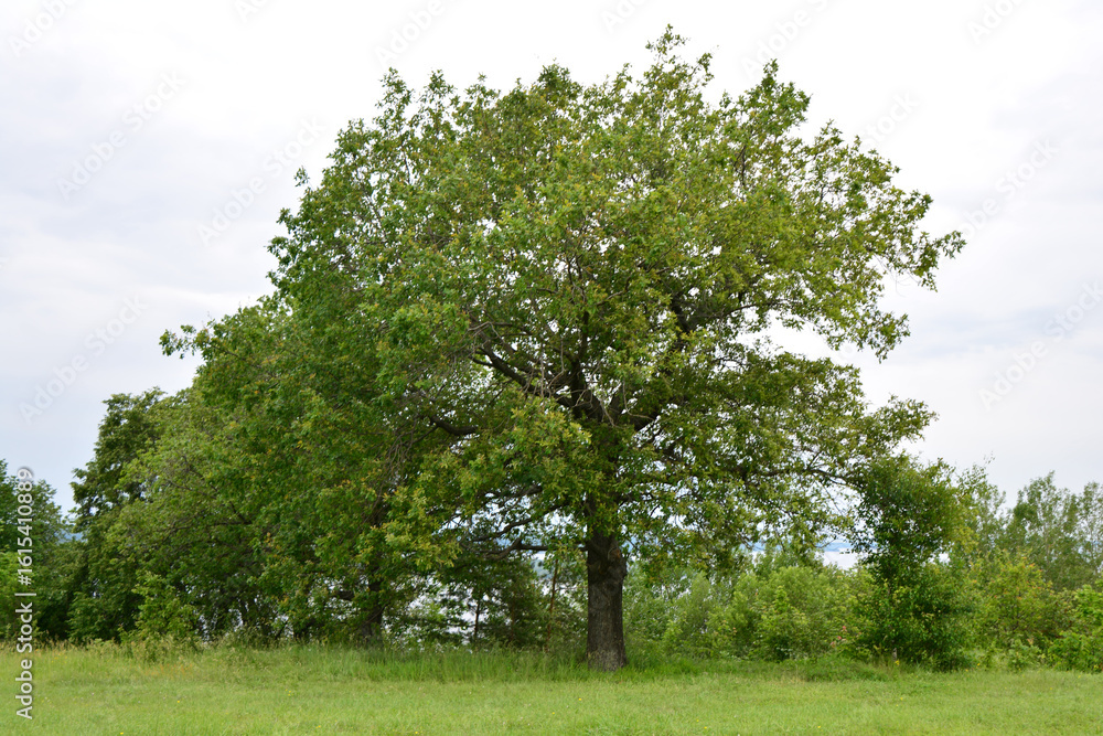Obraz premium Oak tree in a field with a cloudy sky in the background