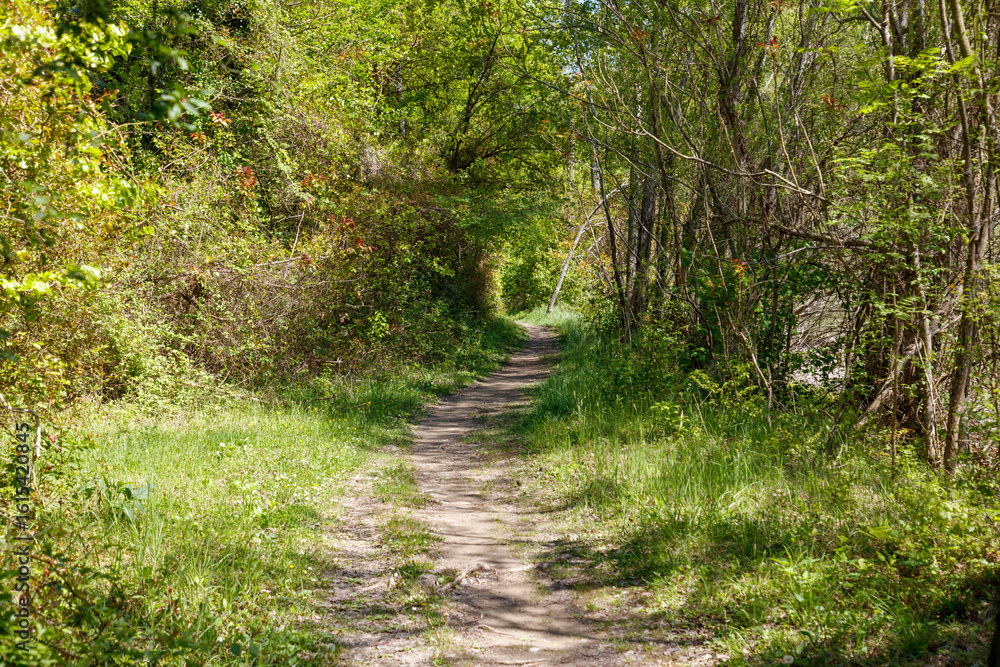 Fototapeta premium A path through a forest with trees and grass