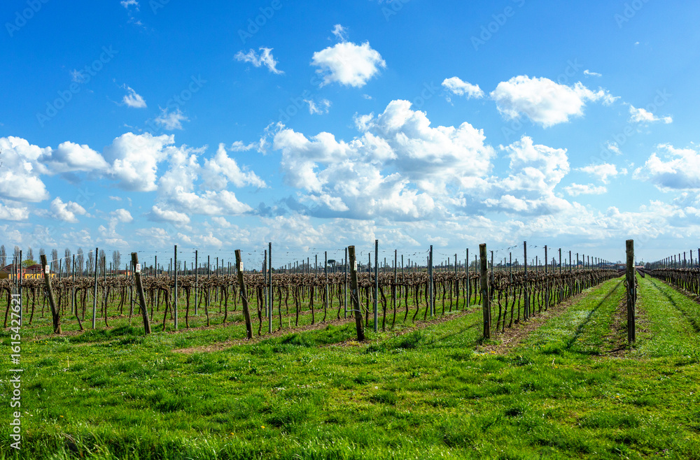 Fototapeta premium Expansive vineyard landscape under a bright blue sky with fluffy white clouds, showcasing rows of grapevines and lush green grass, embodying agricultural beauty and serenity