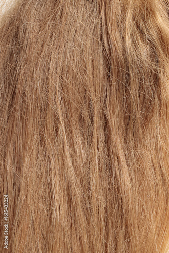 Obraz na plátne blond hair, long glossy straight hair, macro hair texture,  long dull tangled da