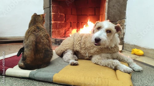 Fox Terrier Wire in sweater rests in front of the fireplace next to a cat, in an intimate and warm scene that evokes home, winter