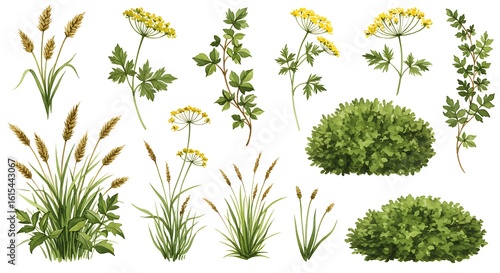 Watercolor illustration of various plants including grasses flowers and bushes on a white background