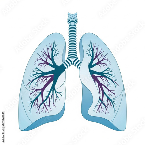 Human lungs anatomy medical illustration respiratory system health care concept