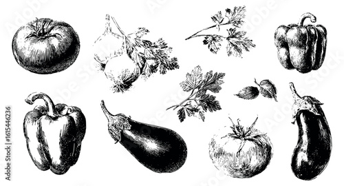 Vegetables pencil sketch png. Line drawing of eggplant, tomatoes, peppers, garlic and parsley. Vintage set of vegetables pencil. Vector illustration.