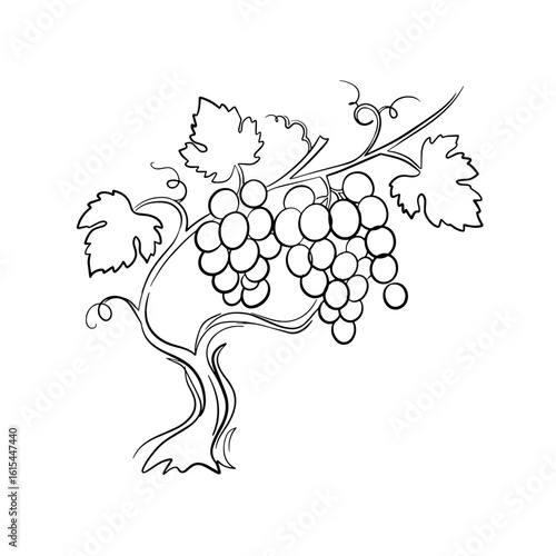 Grapevine with clusters of grapes and leaves in minimalist style  