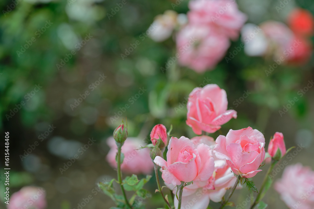 Close-up of blooming pink roses in garden with bokeh effect Close-up of blooming pink roses in garden with bokeh effect