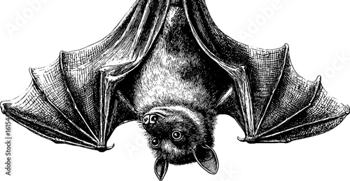 Vintage engraving of bat hanging upside down for retro design and decor