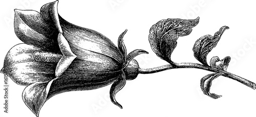 Vintage engraved bellflower illustration - retro botanical sketch for design