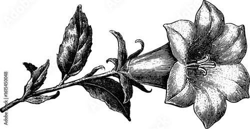 Vintage engraved illustration of bellflower with leaves for botanical design
