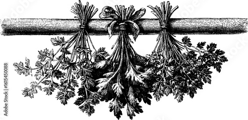 Vintage engraved illustration of bitter herb bunch drying for rustic decor