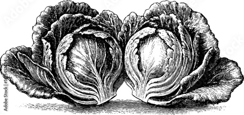 Vintage engraved illustration of cabbage cut in half for botanical design