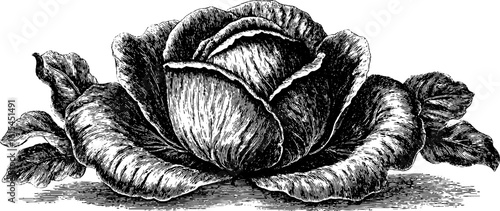 Vintage engraved illustration of cabbage head with outer leaves for retro design projects