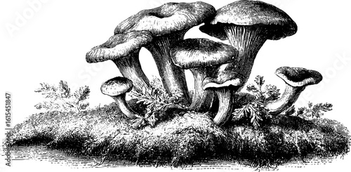 Vintage engraving of chanterelle mushrooms cluster for retro design