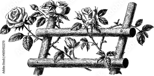 Vintage engraving of climbing roses on wooden trellis for botanical design
