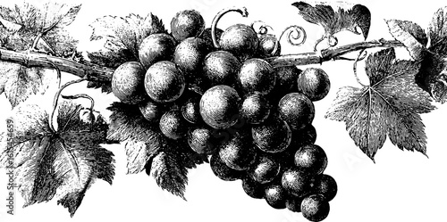 Vintage engraved grapevine with curling tendrils illustration for retro design