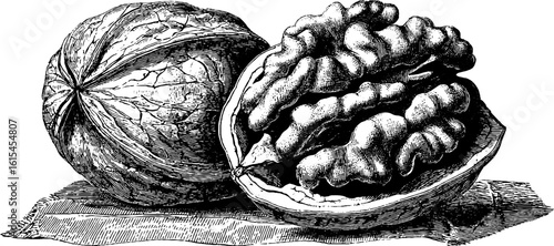 Detailed engraving of half walnut shell showing textured nut