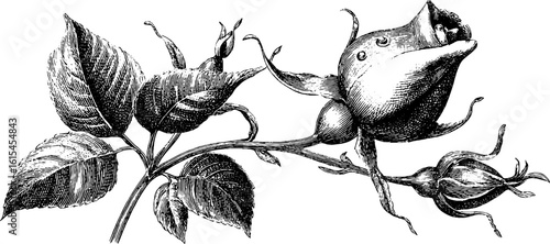 Engraved illustration of rosebud silhouette. Vintage floral sketch, hand drawn with fine engraving.