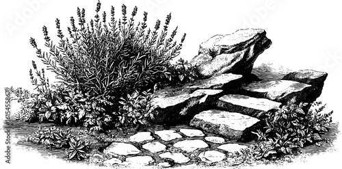 Vintage engraved illustration of lavender bush with stone path for design