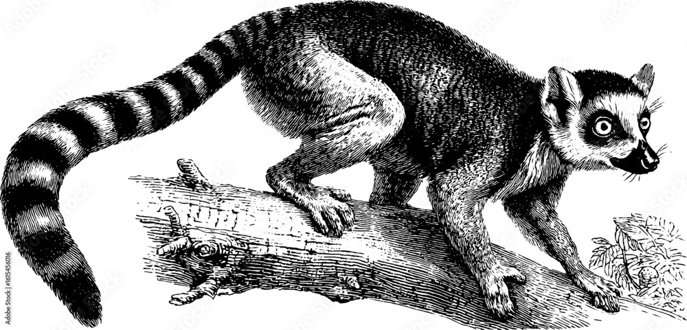 Obraz premium Vintage engraved illustration of lemur with striped tail on tree branch