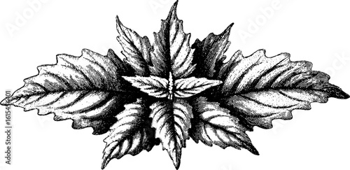 Engraved illustration of serrated mint leaf. Vintage botanical sketch, hand drawn with fine detail.