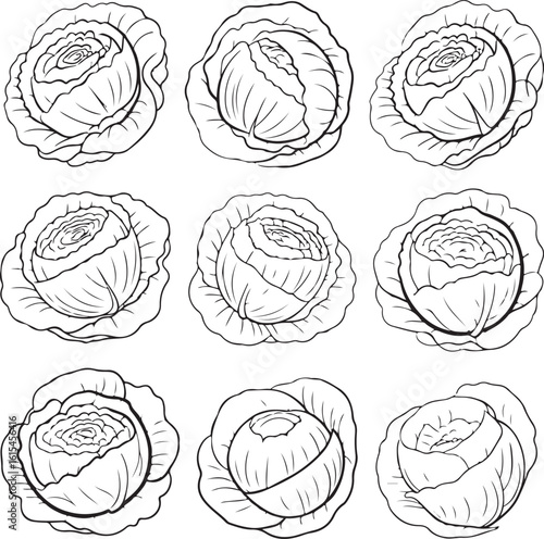 Cabbage Outline Vector Illustration Vegetable Food Ingredient Healthy Diet