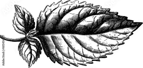 Engraved botanical sketch of mint leaf with serrated edges for vintage design