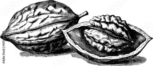 Hand drawn engraving of open walnut shell and kernel
