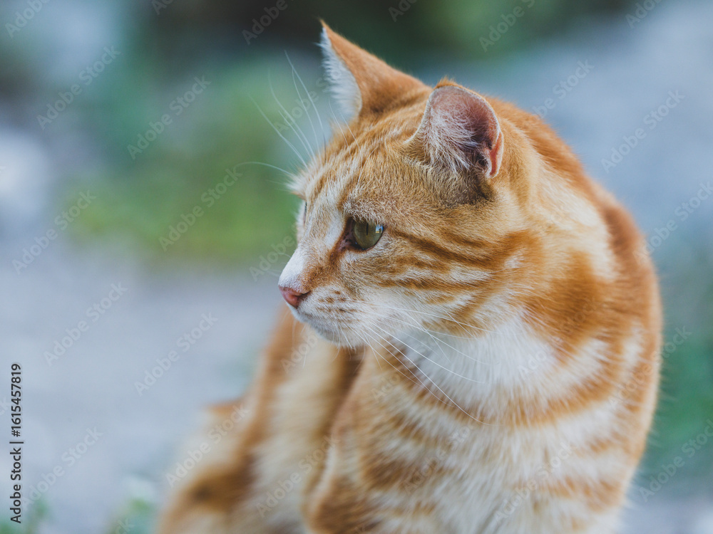 beautiful ginger cat beautiful ginger cat