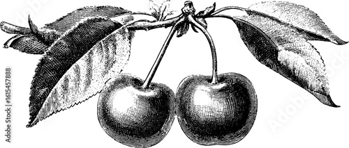 Vintage engraving of cherry pair with leaves for design and decoration