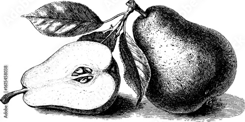Vintage engraving of a vertically sliced pear illustration for retro design
