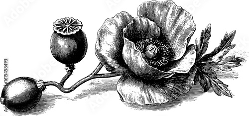 Vintage engraved illustration of blooming poppy flower with open petals for botanical design
