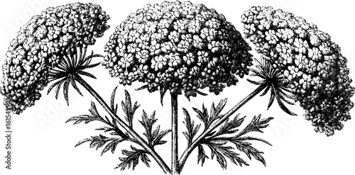 Vintage engraved illustration of queen anne's lace umbels for botanical design
